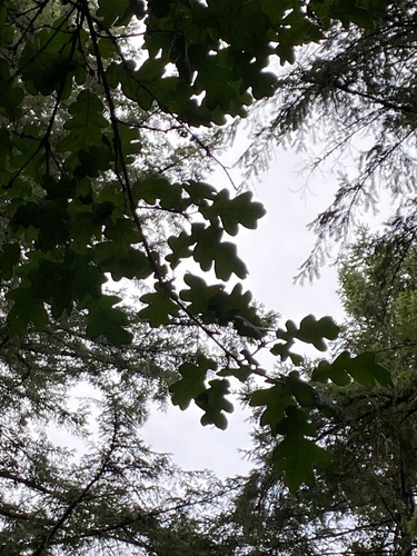 Quercus garryana