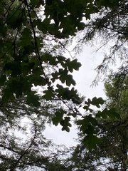 Quercus garryana