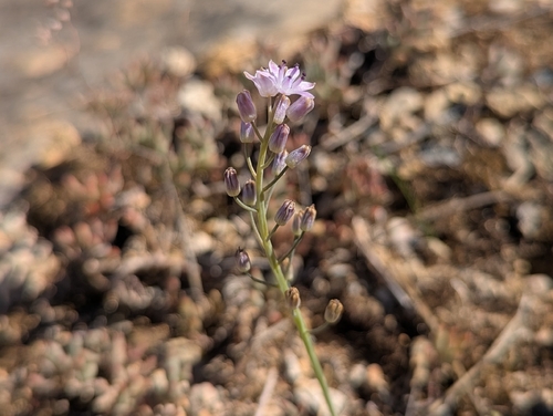 Autumn Squill