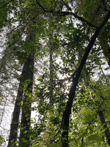 Quercus garryana, photograph 2