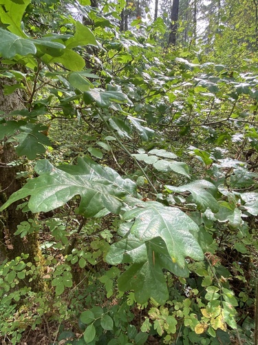 Quercus garryana, photograph 3