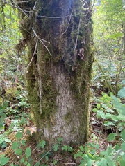 (c) Harry Podschwit, some rights reserved (CC BY) Quercus garryana, photograph (c) Harry Podschwit, some rights reserved (CC BY)