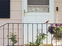 Cardinalis cardinalis