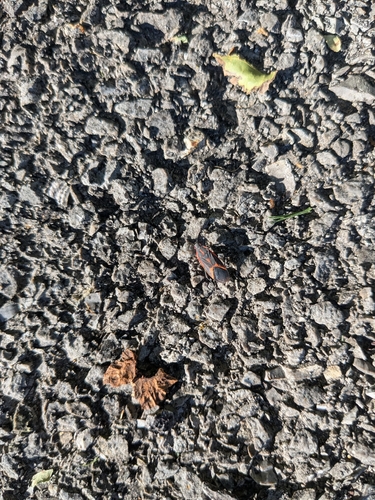 Eastern Boxelder Bug