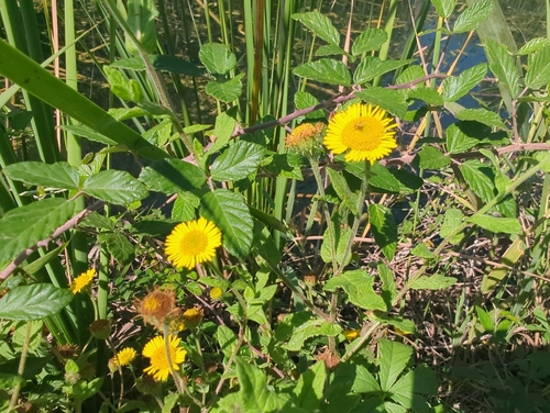 Common Fleabane