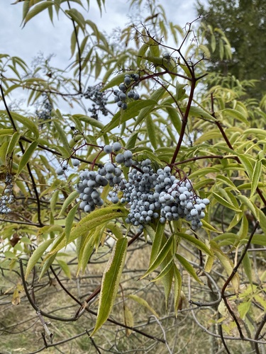 blue elder