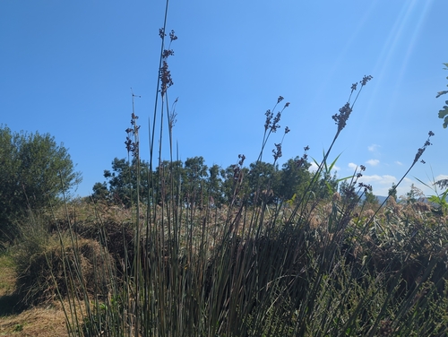 spiny rush