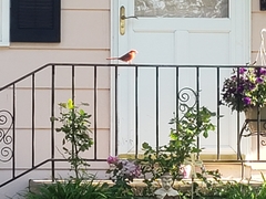 Cardinalis cardinalis