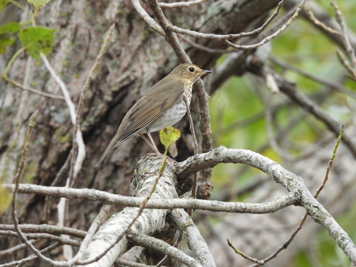 Swainson's Thrush