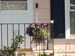 Cardinalis cardinalis