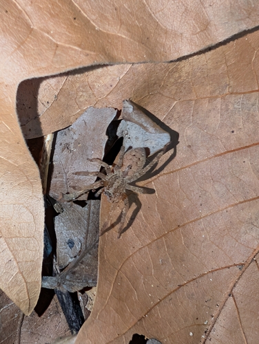 Mediterranean Spiny False Wolf Spider