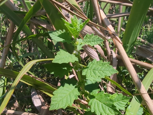 European water-horehound