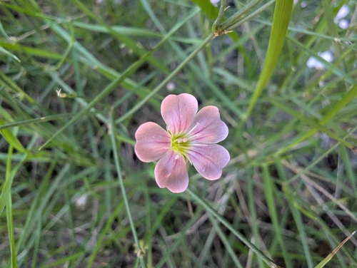 Tunicflower