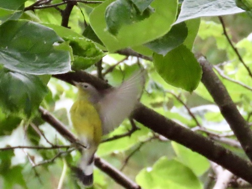 Magnolia Warbler