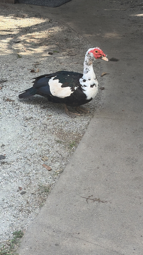 Domestic Muscovy Duck
