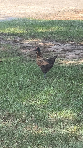 Red Junglefowl