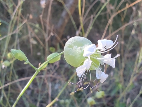 bladder campion