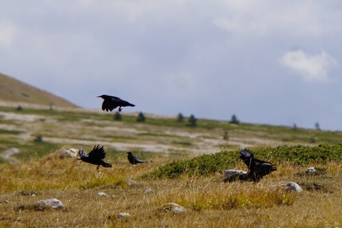 Red-billed Chough