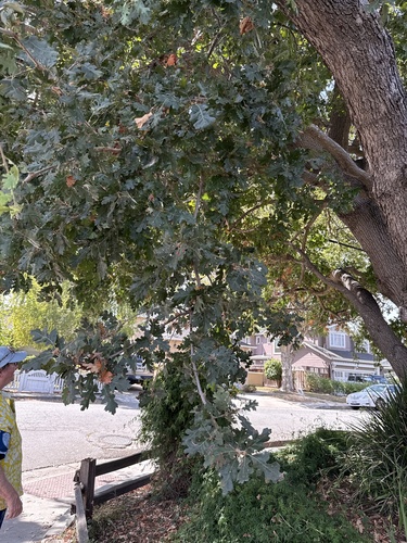 Quercus lobata, photograph 2