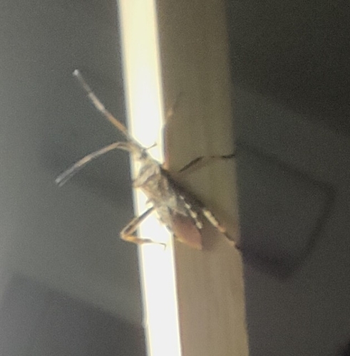 Western Conifer Seed Bug