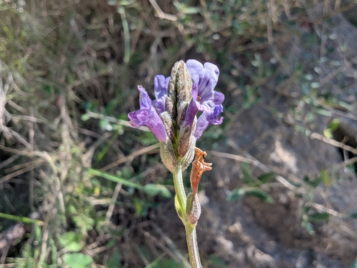 Cut-leaved lavender