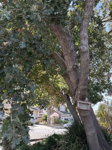 Quercus lobata, photograph 3