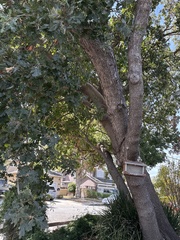 Quercus lobata, photograph author not stated, no rights reserved