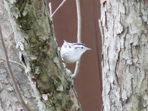 Black-and-white Warbler