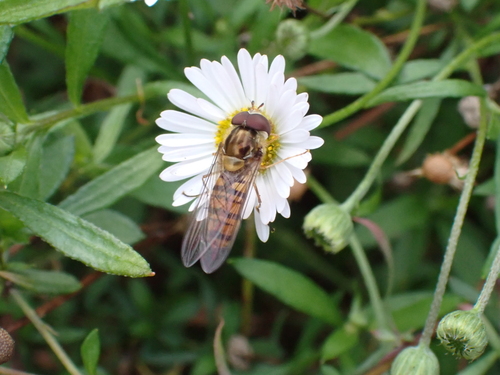 Marmalade Hover Fly