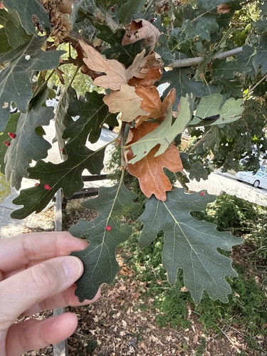 Quercus lobata, photograph 4
