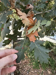 Quercus lobata, photograph author not stated, no rights reserved