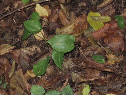 Maianthemum bifolium, photograph 2