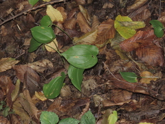 (c) Oleksandr Shynder, some rights reserved (CC BY) Maianthemum bifolium, photograph (c) Oleksandr Shynder, some rights reserved (CC BY)