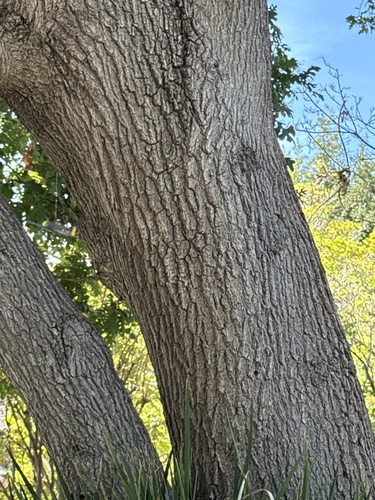 Quercus lobata, photograph 5