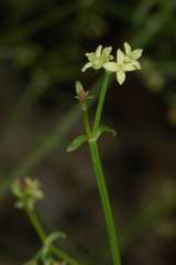 Asperula gemella