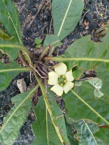 Jaborosa runcinata