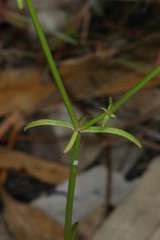Asperula gemella