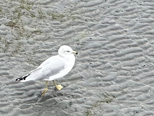 Ring-billed Gull