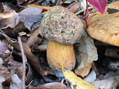 Lurid Bolete