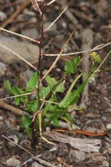 Sisymbrium erysimoides