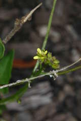 Sisymbrium erysimoides