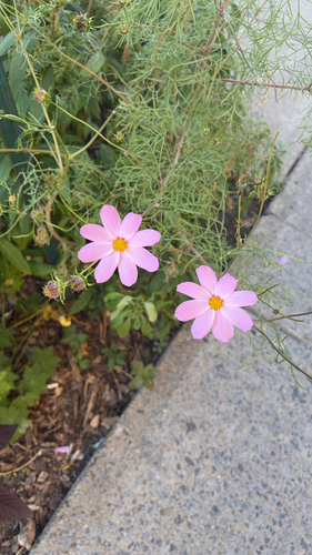 garden cosmos