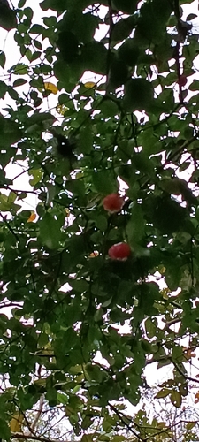 Surinam cherry