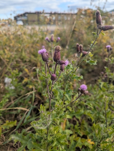 creeping thistle