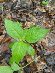 Collinsonia canadensis