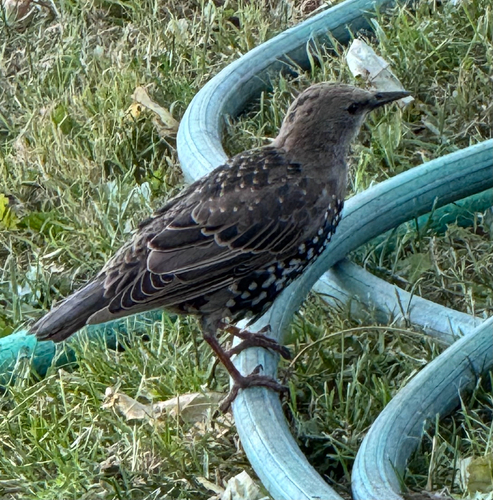 European Starling