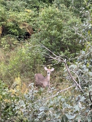 White-tailed Deer