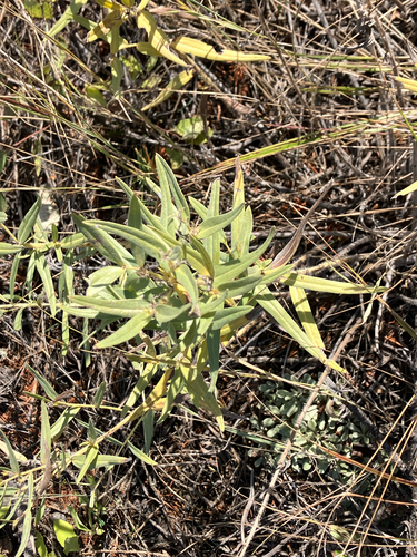 Lithospermum ruderale observed 2026-09-23