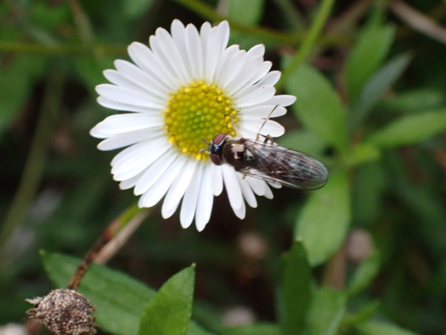 Grey-spotted Sedgesitter
