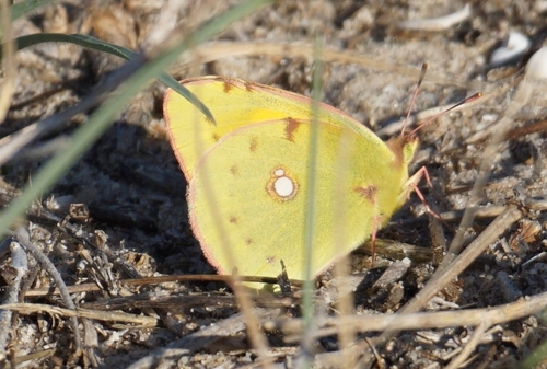 Clouded Yellow